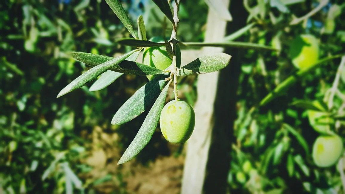 mango tree with young fruit and leaves