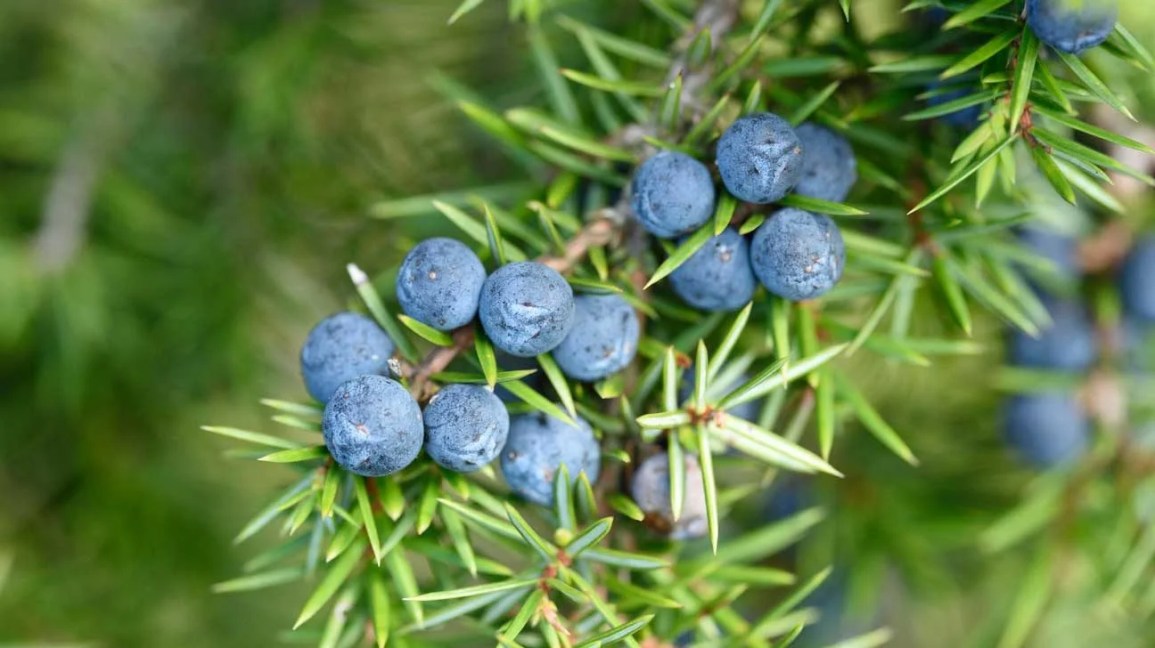 juniper berries on shrub